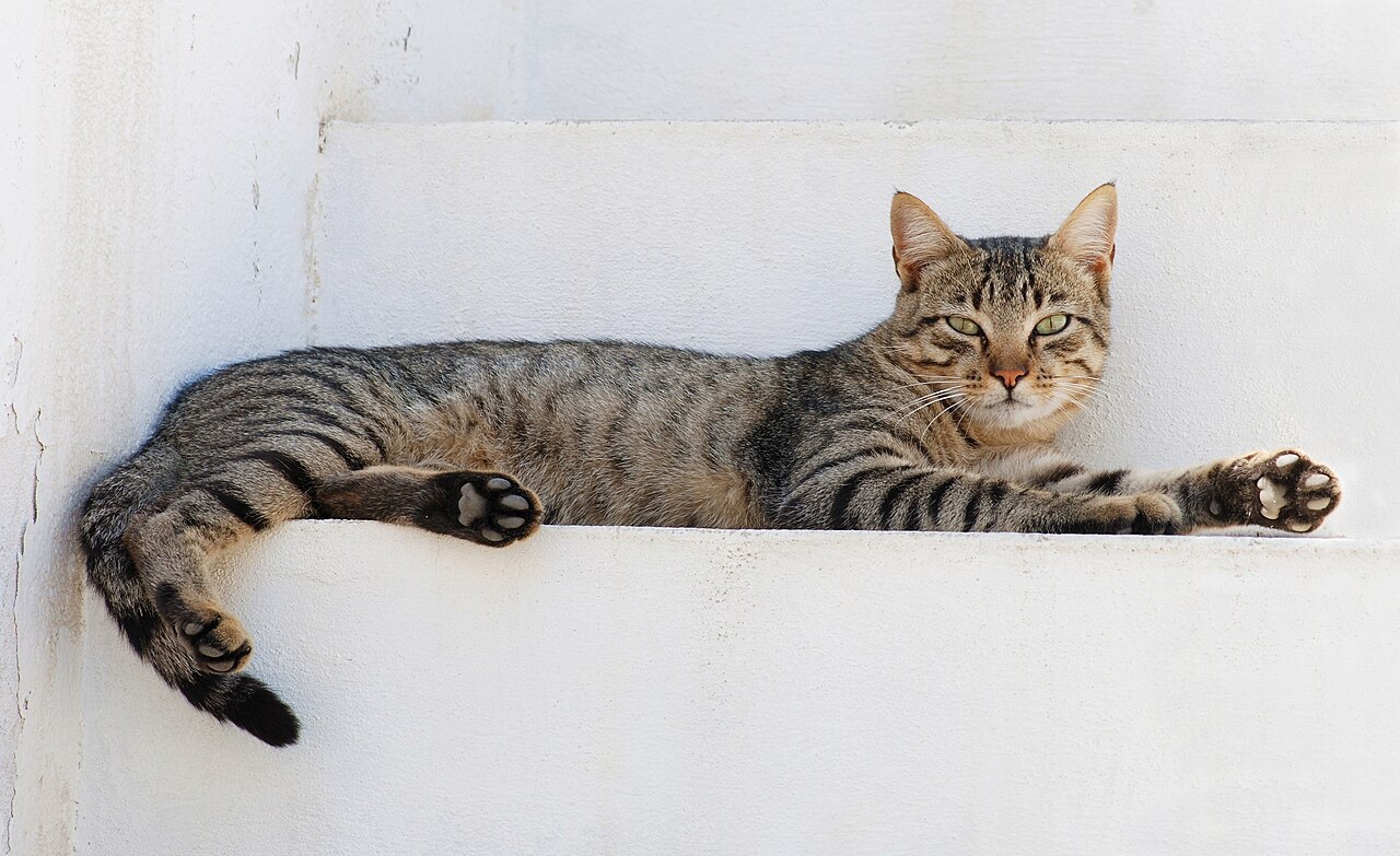 Lanta Animal Welfare
