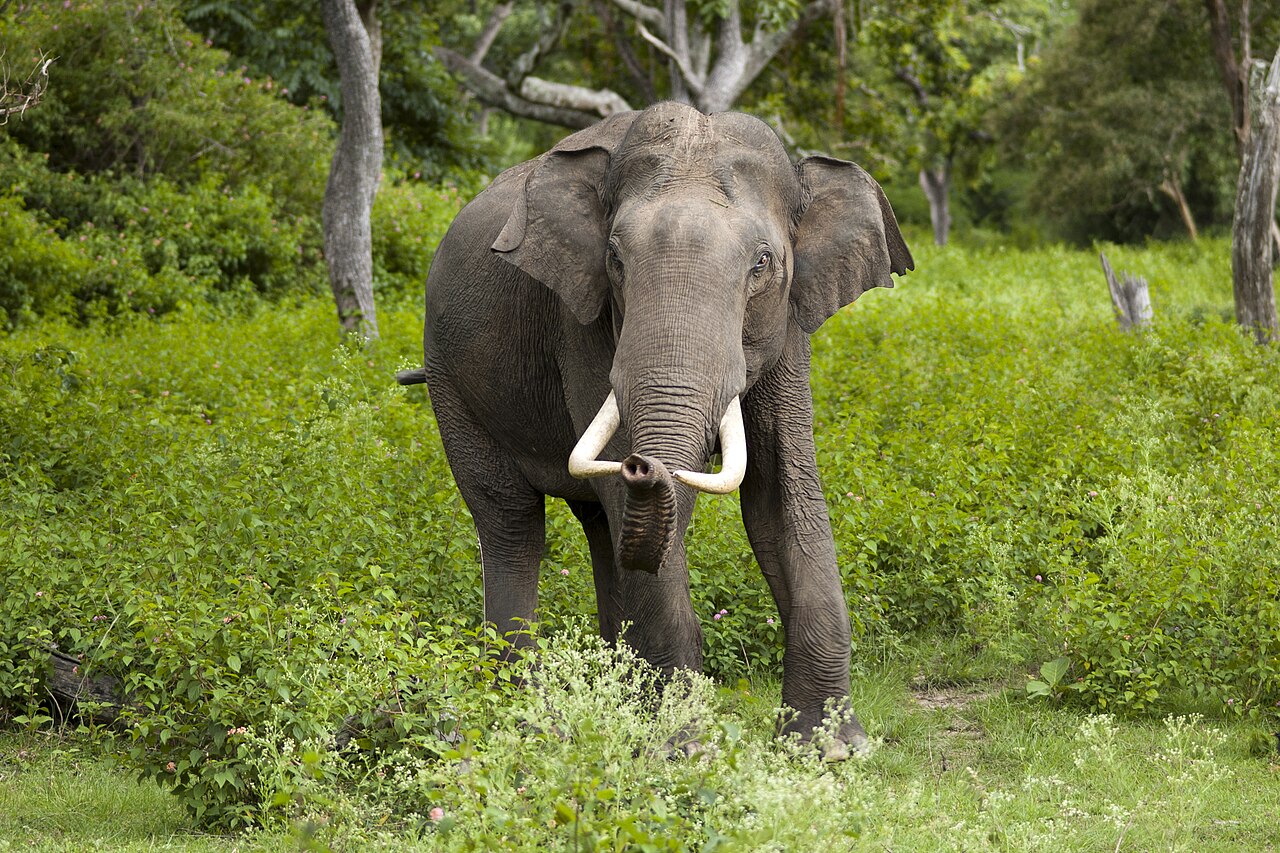 Elefanter i Thailand