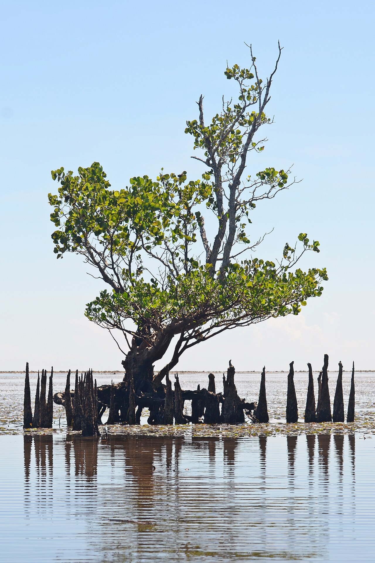 Mangrove skog